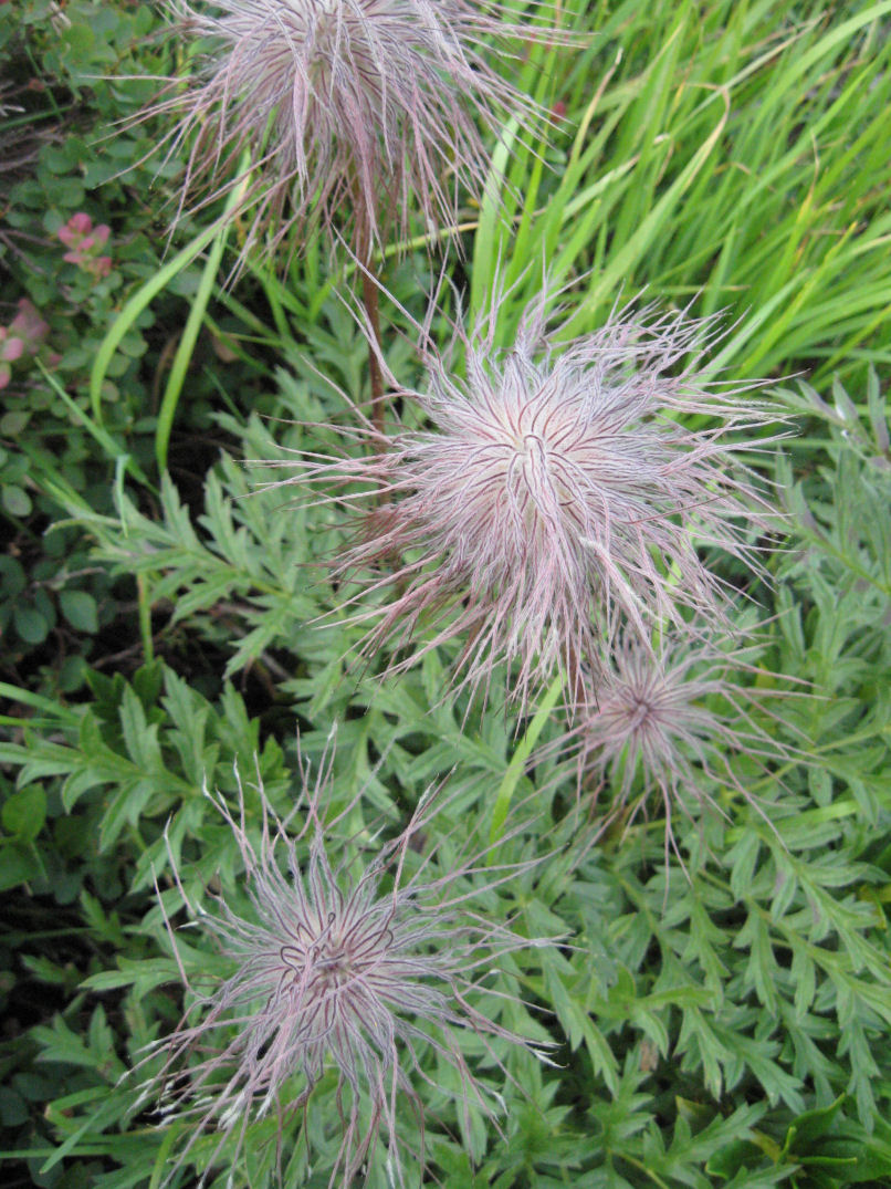 Fiori delle Orobie Valtellinesi